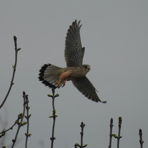 A kestrel in midair having just taken off from a tree, its wings outstretched, tail fanned and legs trailing behind it