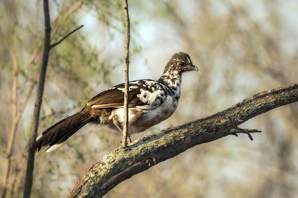 A bird with striking brown and white plumage perches on a branch, surrounded by a softly blurred background of branches and foliage. The sunlight casts a warm glow, highlighting the bird's detailed feathers. Photography by Debra Martz