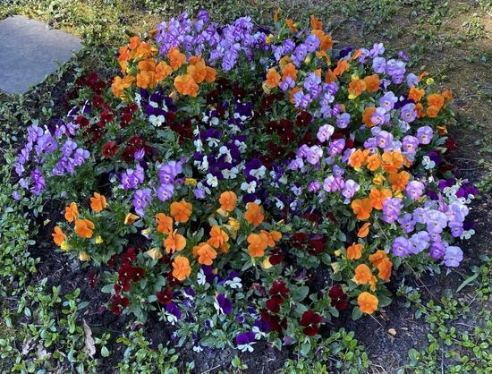 Orange und blassviolette Viola