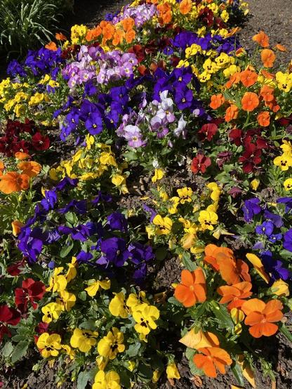 Dunkelblaue, orangene, gelbe und rosa Violas