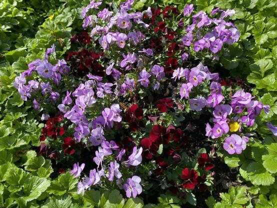 Blassrosa und dunkelrote Violas