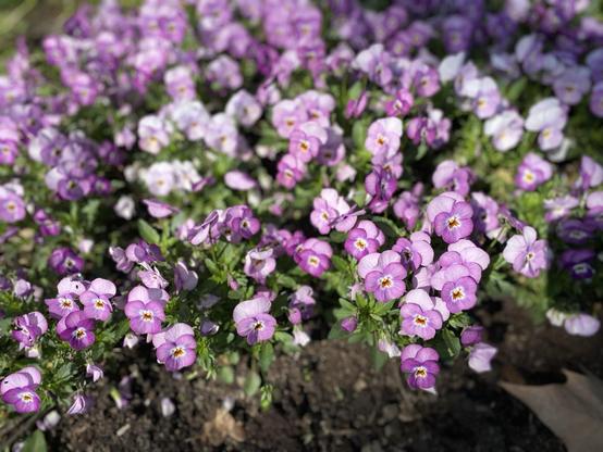 Viele blassrosa Violas mit unterschiedlich hellen Farben