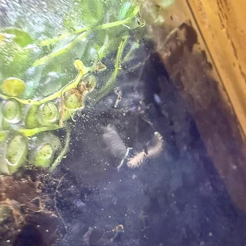 The side of a terrarium where the vegetation is pushed up against the glass at the top, over a large section of soil. In the very center is a long segmented white husk of a millipede, recently shed. On the far left of the husk, a gray and white isopod can be seen, lifting its white antennae in the air like longhorns.