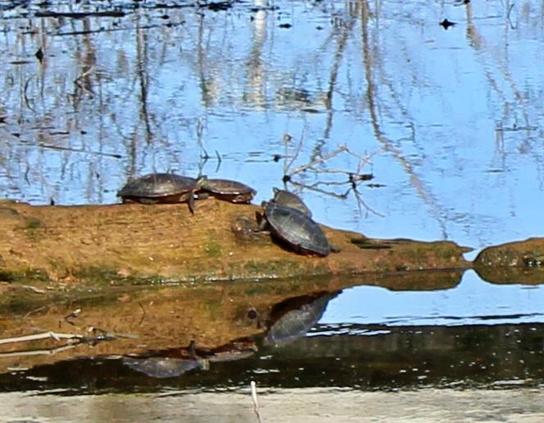 Steely gray turtles gathered on a partially submerged decaying log which is reflected on the surface of the water, as well as distorted reflection of nearby leafless trees and blue sky overhead.