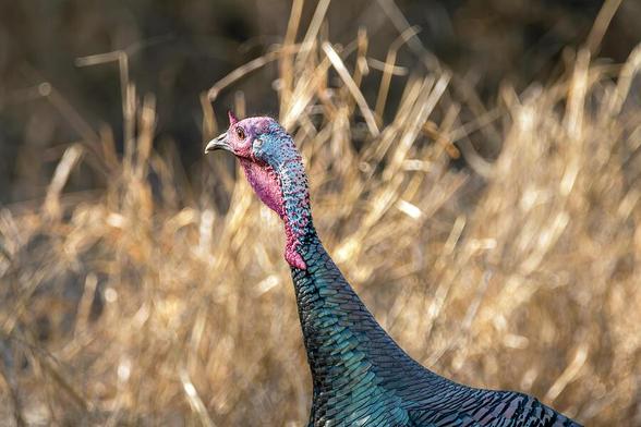 A wild turkey stands tall with a colorful display of iridescent feathers against a backdrop of dry grass. Its vibrant head and neck contrast sharply with the neutral, earthy surroundings. Photography by Debra Martz