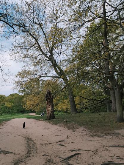 A dog walking down a path in Hampstead Heath