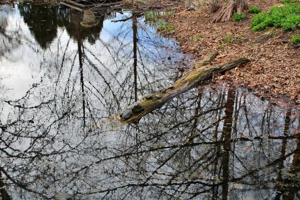 A partially submerged decaying log stretching into a pond with a bale of turtles taking advantage of the sunlight and warmer temps. The water surface is reflecting the nearby trees and the clouds with breaks showing partial views of the bright blue sky above.
