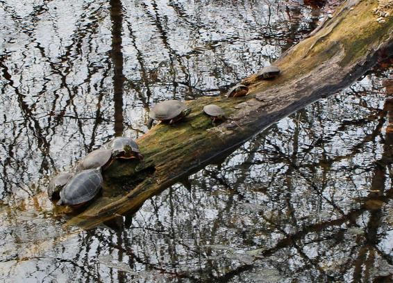 Steely gray turtles sharing space on a partially submerged decaying log. The surrounding water surface is a distorted reflection of the branches of nearby trees.