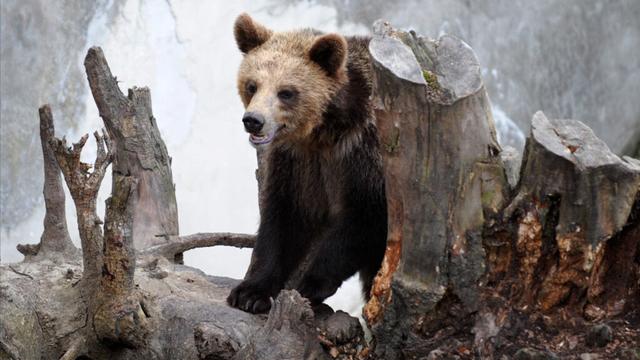 Slovakia has approved a plan to cull up to 350 brown bears—nearly a quarter of its estimated population—following the confirmed death of a man in a bear attack. Authorities found the 59-year-old's body near the central town of Detva after he failed to return from a walk in the forest. Officials reported injuries consistent with a bear attack and discovered signs of a nearby den.