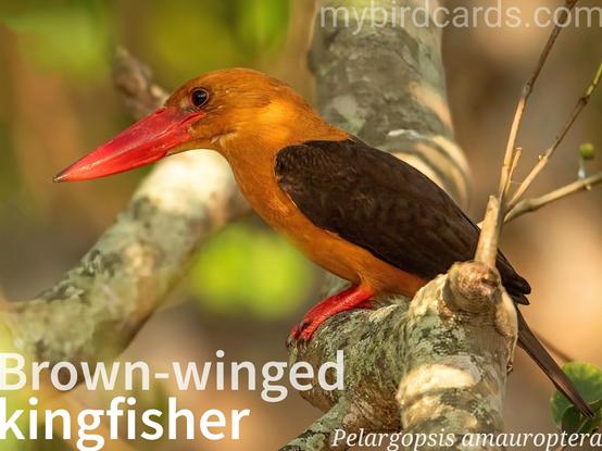 🌏 Brown-winged kingfisher (Pelargopsis amauroptera)

The brown-winged kingfisher is native to southeast Asia, and is known for its distinctive orange-brown body with dark brown wings. It has a long and robust red bill, red legs, and a short, brown tail. A medium-sized kingfisher, it typically inhabits mangrove forests and coastal areas, where it hunts for fish, crustaceans, and other small aquatic prey. It is known for its loud, melodious call. 

Conservation status: Near Threatened (IUCN 3.1)

📷: Photo by udaykiran0208 via Pixabay https://pixabay.com/photos/bird-kingfisher-river-forest-8257970/

KHBO