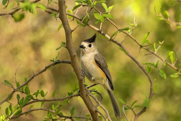 A small bird with a distinctive black crest perches gracefully on a slender branch surrounded by fresh green leaves. The background is softly blurred, emphasizing the vividness of the foliage and the bird's delicate features. Photography by Debra Martz
