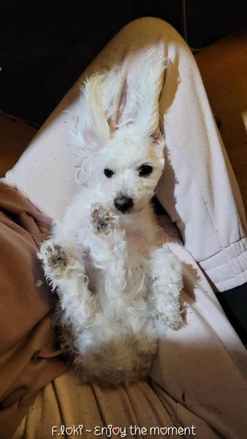 Ein kleiner, flauschiger weißer Hund, Rasse Bichon Frisé, liegt entspannt auf dem Rücken, eingebettet in den Schoß einer Person, die helle, bequeme Kleidung trägt. Der Hund hat große, weiche Ohren, die durch die Perspektive wie aufgestellte Hasenohren wirken, was ihm ein besonders niedliches, fast comicartiges Aussehen verleiht. Er schaut mit treuen, dunklen Augen direkt in die Kamera und hebt eine seiner kleinen Pfoten, als wolle er freundlich "Hallo" sagen. Die Fellstruktur ist lockig und weich, die kleinen Pfoten sind von dunklen Ballen umrahmt. Das Bild wirkt gemütlich, liebevoll und voller Ruhe.

Unten im Bild ist ein Schriftzug zu lesen: „F.loki ~ Enjoy the moment.“