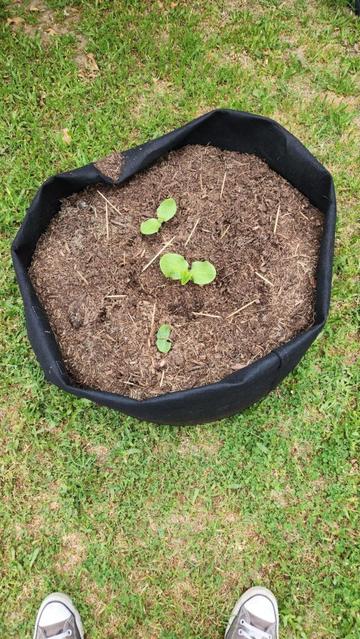 Pumpkin in a grow bag