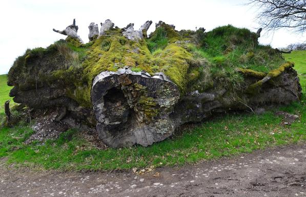 Stump of tree trunk laying on its side with plants growing from it.