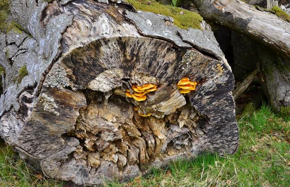 Stump of tree laying on its side with fungi growing from it