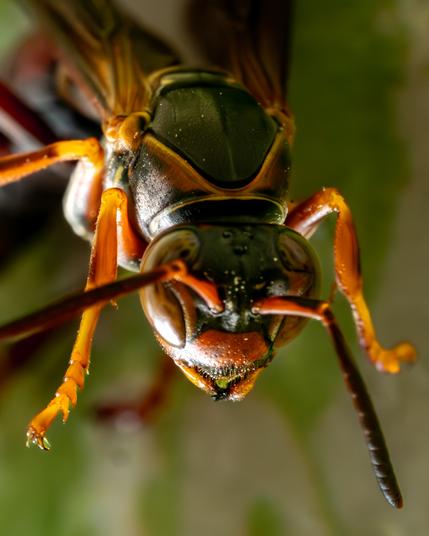 A macro image of a paper wasp head