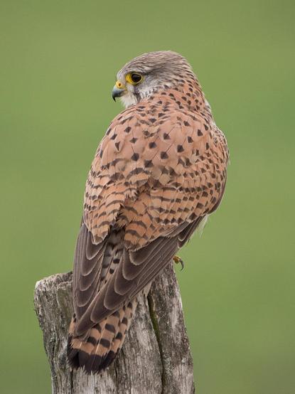 Ein Turmfalkenweibchen sitzt auf einem verwitterten Holzpfosten. Der Rücken ist der Kamera zugewandt, der Vogel blickt über seine linke Schulter zur linken Seite. Der Hintergrund ist grün
A female kestrel perches on a weathered wooden post. Her back is to the camera, looking over her left shoulder to the left. The background is green.