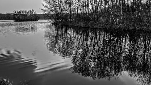 Monochrome image. Standing beside a lake in the rain under a gray overcast sky. A long, narrow wooded peninsula is just ahead to our right. To our left and a bit farther offshore is a small wooded island. On both of these patches of land the bright trunks of numerous birch trees stand out among the darker trunks. Still lacking leaves, most of the trees are beginning to bud. A low ridge running across the horizon above the far shore is also covered with a leafless forest. A water tower sits atop the ridge near the left side of the pic. A blustery breeze is creating long ripples across the lake surface.