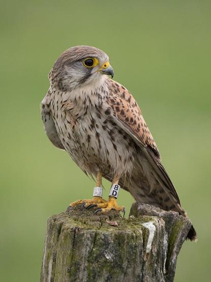 Eine Turmfalkendame sitzt auf einem verwitterten Holzpfosen. Der Vogel schaut über die linke Schulter zum rechten Bildrand. Beiden Beine sind beringt
A female kestrel perches on a weathered wooden post. The bird looks over its left shoulder to the right edge of the picture. Both legs are ringed.