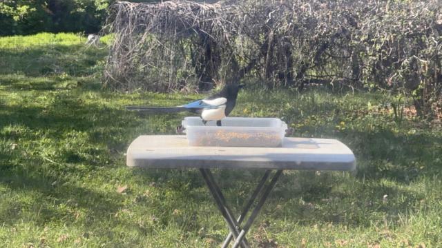 A magpie is standing on a table, pecking at food in a container. The background features green grass and some bushes.