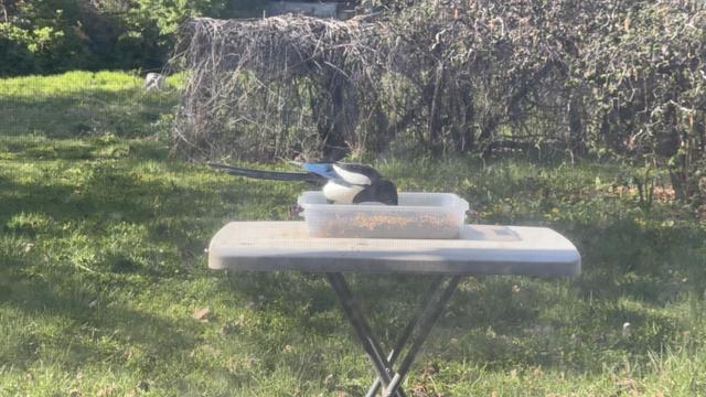 A magpie is pecking at seeds in a clear container placed on a folding table in a grassy yard, with trees and shrubs in the background.