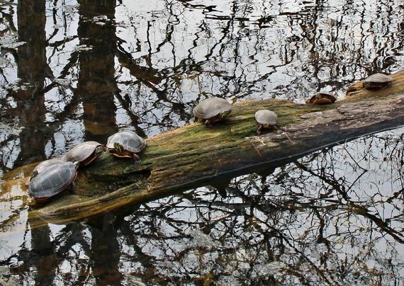 Steely gray turtles sharing a partially submerged decaying log.  The surrounding water surface is reflecting the nearby trees and cloudy sky.