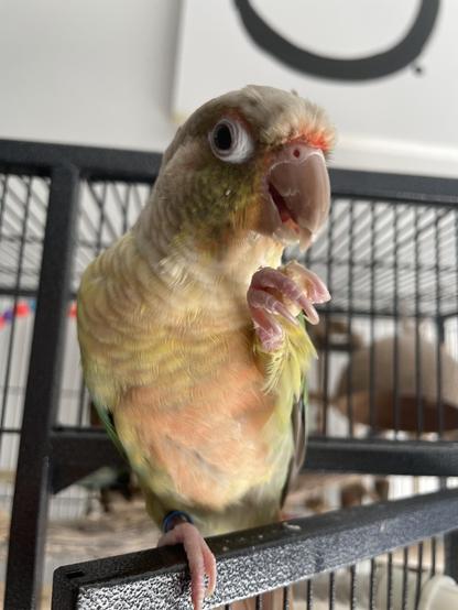 A yellow and green parrot perched on his cage door. He is holding a cashew in his left claw and is just about to take another bite. Behind is a black and white painting