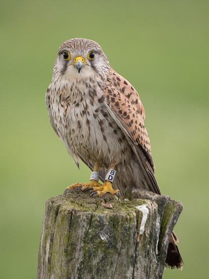 Ein Turmfalkenweibchen sitzt auf einem verwitterten Holzpfosten und schaut frontal in die Kamera. 
A female kestrel sits on a weathered wooden post and looks straight into the camera.