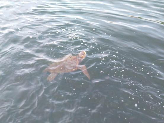 Loggerhead turtle swimming in the sea, its head just visible above the water.