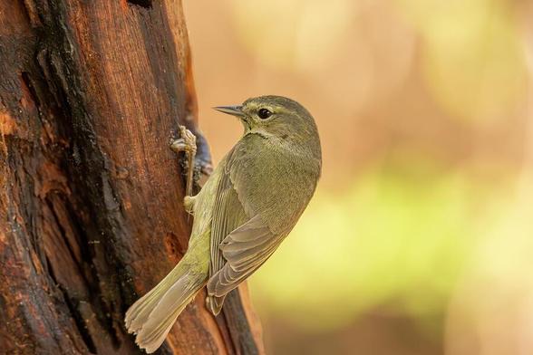 A small bird with muted green and brown plumage clings to the side of a tree, its sharp beak pointing upwards. The background is softly blurred with warm, earthy tones enhancing the scene's natural beauty. Photography by Debra Martz