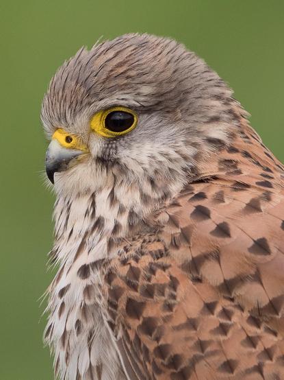 Eine formatfüllende  Portraitaufnahme eines weiblichen Turmfalken vor dunkelgrünem Hintergrund
A full-frame portrait shot of a female kestrel against a dark green background