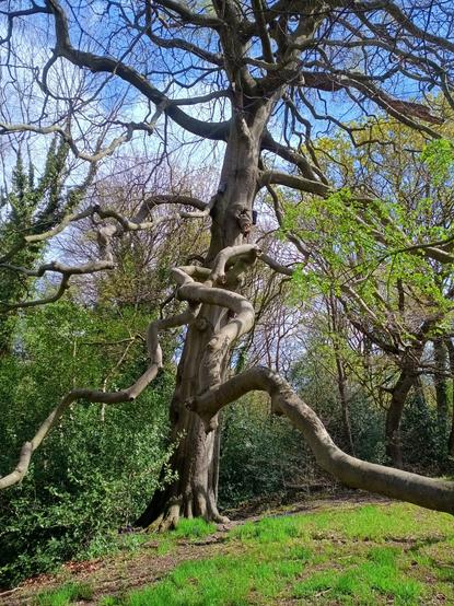 An old beech tree with tortuous branches snaking out towards you.