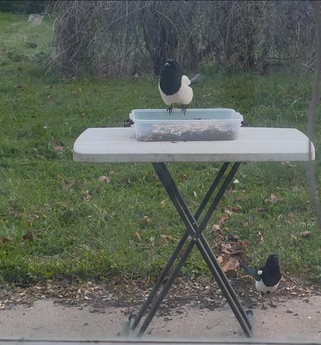 Two birds are perched on a table. One is standing on a transparent container filled with seeds, while the other is on the ground nearby. The setting features green grass and some scattered leaves.