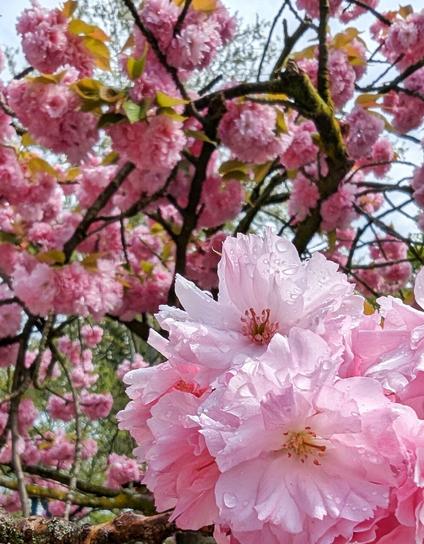 Große, roséfarbene Dolde japanischer Kirschlüten. Die Blütenblätter sind sehr zart und von Sonnenlicht erhellt, Regentropfen glitzern auf den Blütenblättern. Im Hintergrund weitere schwarze Kirschbaumzweife mit vielen weiteren rosafarbenen Blütenbüscheln.