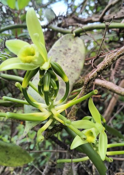 2 green/yellow vanilla flowers
