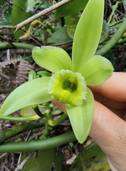 Closeup into a vanilla flower