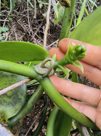A new vine section branching off the main vanilla vine