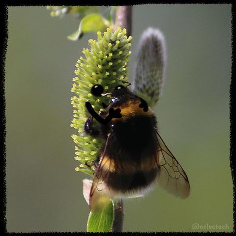 A square photo of a fluffy bee on an upright green slightly spiky catkin against a blurred dark olive green backdrop. The bee is holding on like its giving the catkin a hug. The catkin has a face and arms drawn on, so its giving it a hug back.