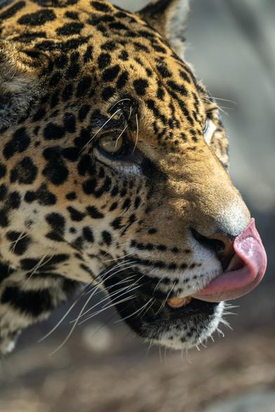 Portrait photograph of a jaguar, licking it's muzzle. It has a rich golden pelt covered in rosettes and spots with white tip of its muzzle