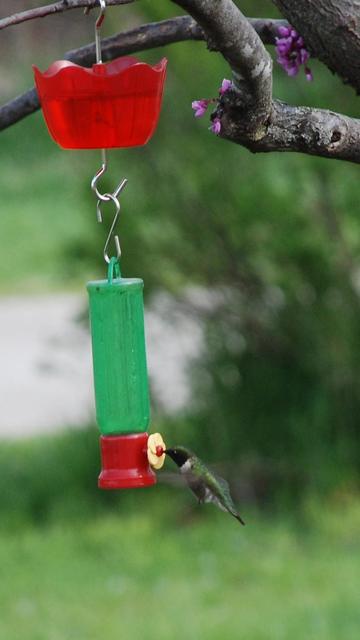 April 22, 5:30 pm.   A ruby-throated hummingbird feeds at a plastic feeder that is suspended from a branch of a redbud tree.