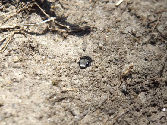 A tiny furry silver bee face at the mouth of a little hole in bare earth. Its long antennae are folded back inside the hole.