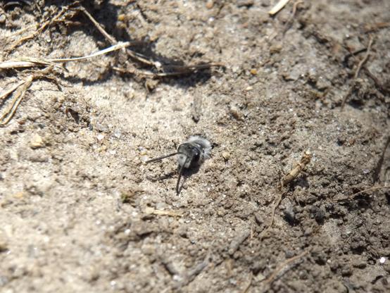 The bee emerges, revealing a fuzzy thorax and long antennae.