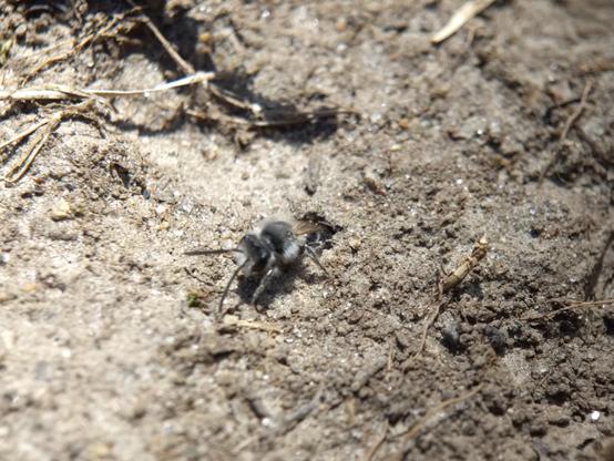 The bee's amber wings and its abdomen, black with bands of the same pale silver fur, comes into view.