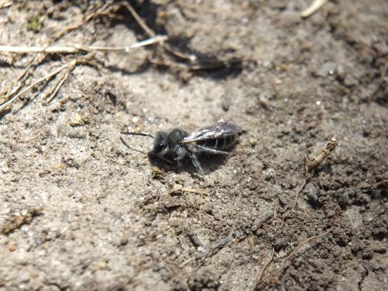 The bee resting on the ground outside the hole, grooming one antenna with a fuzzy leg.