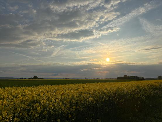 Im Vordergrund ein gelb leuchtendes  RapsFeld. Rechts am Horizont sind die Silhouetten von Bäumen erkennbar. Darüber malt die im untergehen befindliche Sonne über dem Horizont mit dem letzten hellen Licht ihre Strahlen in den leicht bewölkten Himmel.