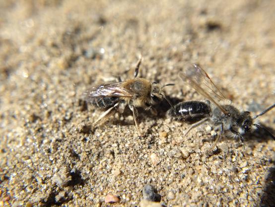 A golden-furred female bee (left), with one leg raised, next to a more silvery male (right).