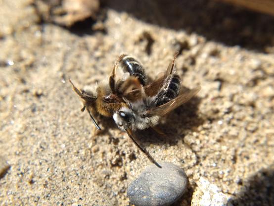 The male clings to the female's back. They are both lying on their sides on the ground, legs flailing.
