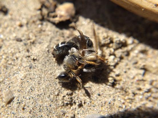 A confusing tangle of furry legs, striped abdomens, amber wings.