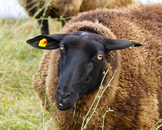 Porträtaufnahme eines schwarzen Schafs mit brauner Wolle. Das Tier hält den Kopf leicht geneigt und kaut auf einem Grashalm.