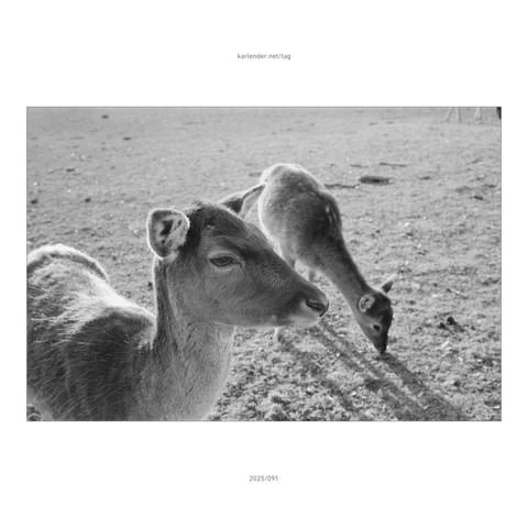 At Ernstbrunn Wildlife Park, fallow deer are used to visitors, so I was able to take some lovely portraits.